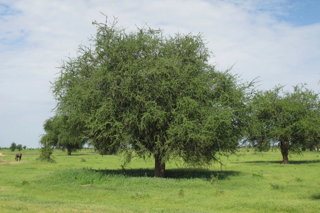 Desert Date Tree: Unlocking the Secrets of Nature's Superfood and Its Incredible Benefits