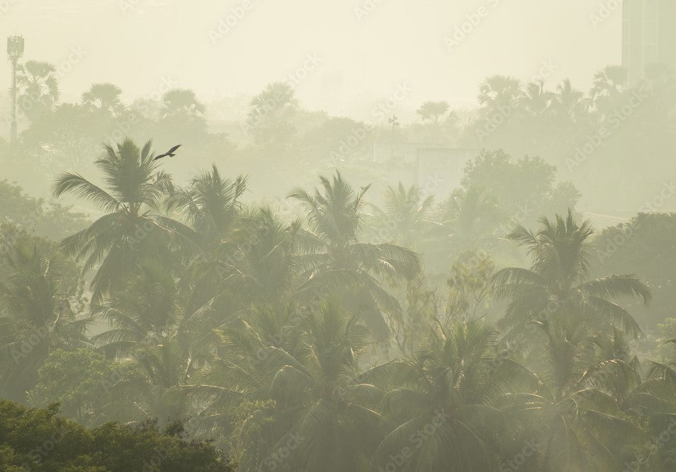 The Silent Struggle: How Air Pollution Attacks Tree Health