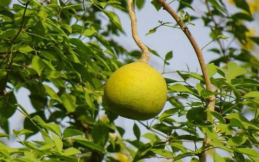 Bael Tree: The Environmental Elegance of Aegle Marmelos