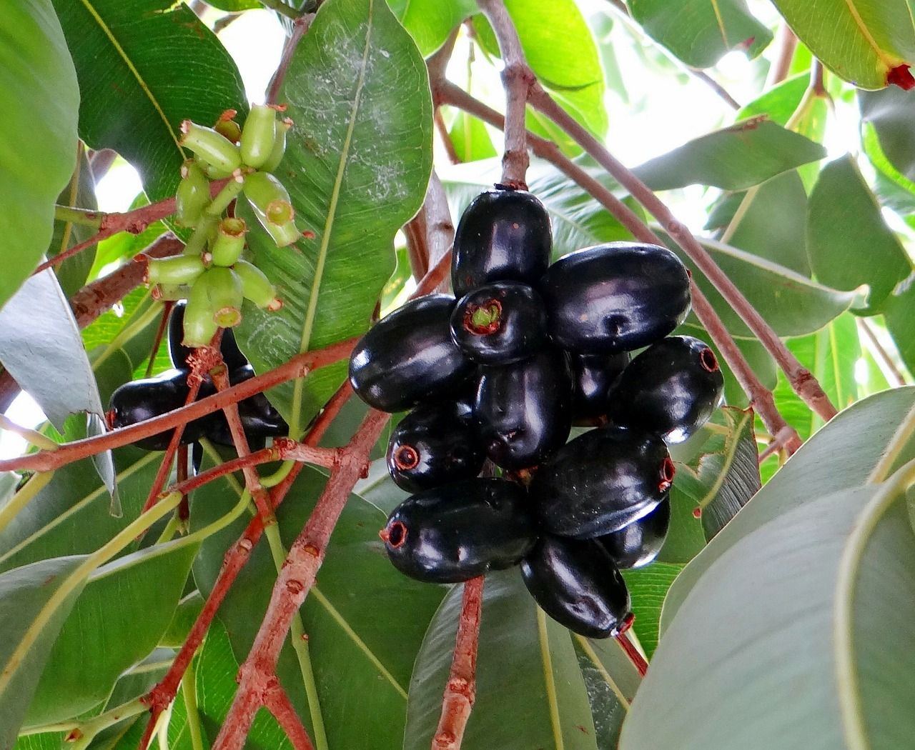 Jamun Tree: A Tree of Life in Our Garden – Grow Billion Trees