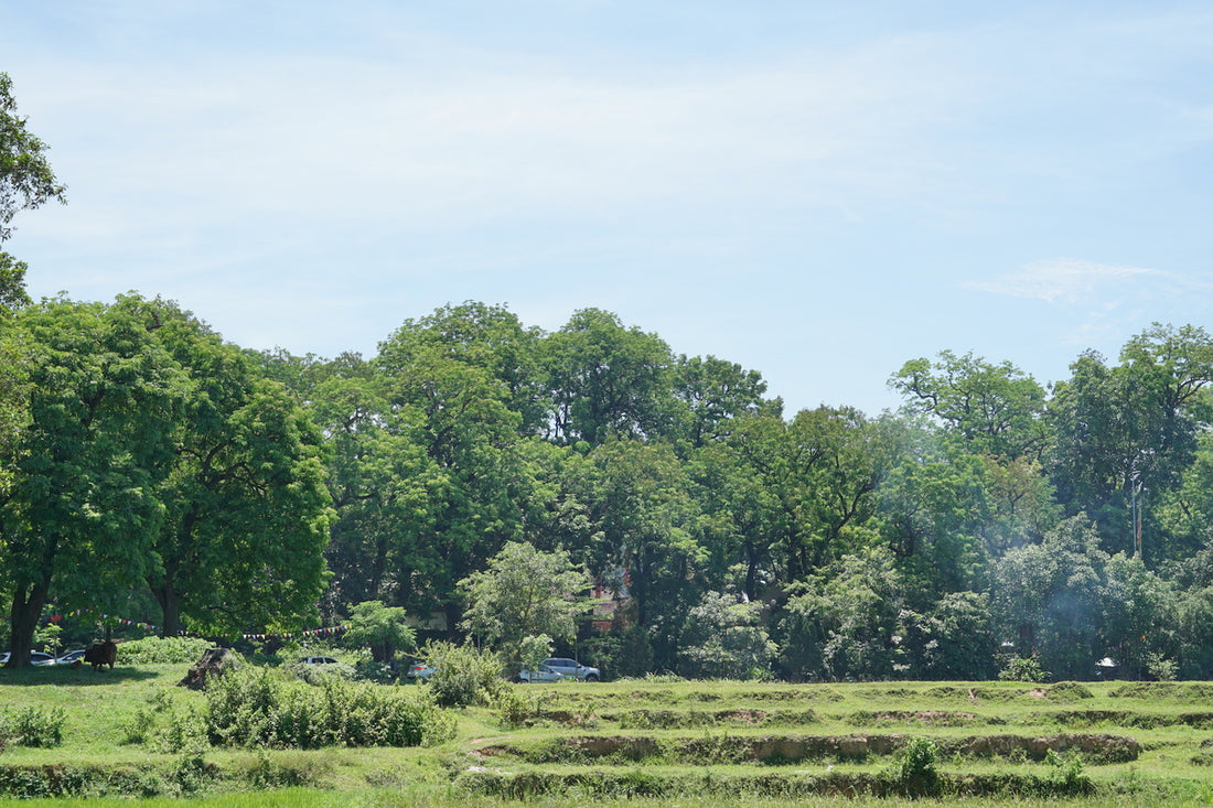 Greening the Future: Reforestation Initiatives in India