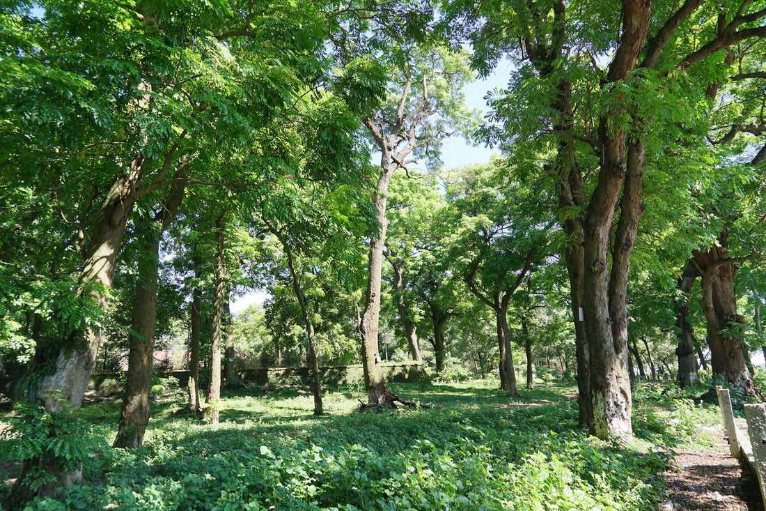 A Forest in Every Garden: Tree Plantation Tales from India