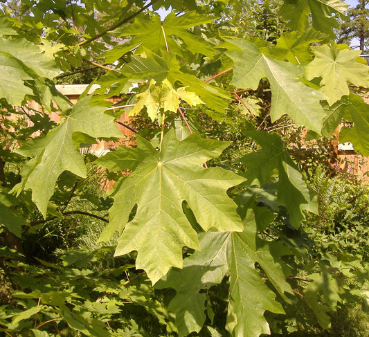 Broadleaf Maple Tree: The Ultimate Guide to Its Stunning Beauty, Benefits, and Care Tips!