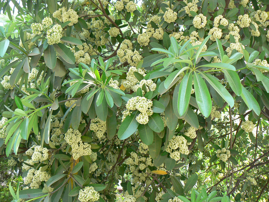 Saptparni Tree: Graceful Canopy