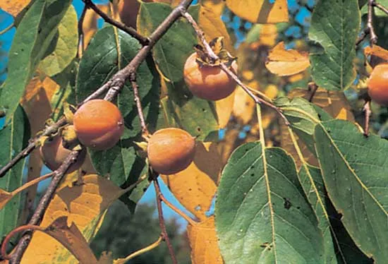 Indian Persimmon Tree: Unlocking the Secrets to Growing Nature's Sweetest Delight