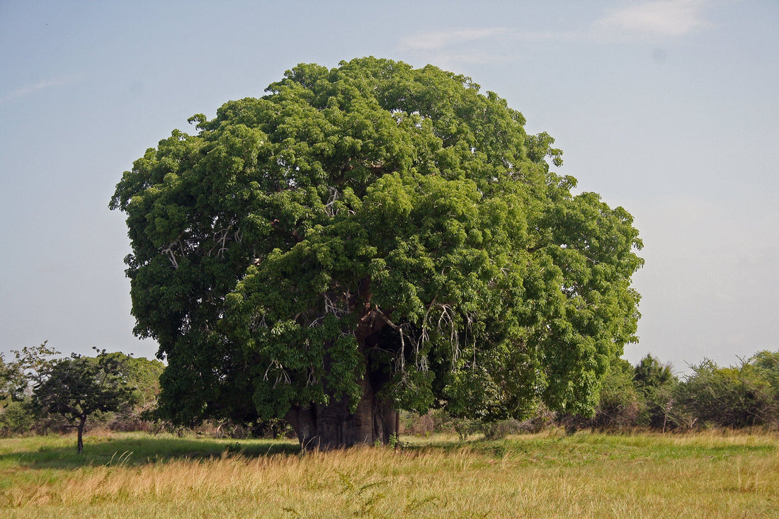 Baobab Tree: The Marvelous 'Tree of Life' You Need to Discover Today