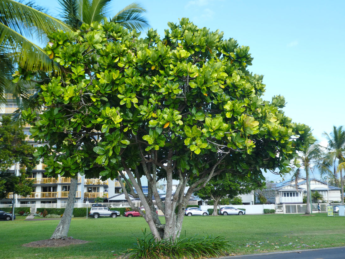 Fish Poison Tree: The Hidden Danger Lurking in Nature's Beauty