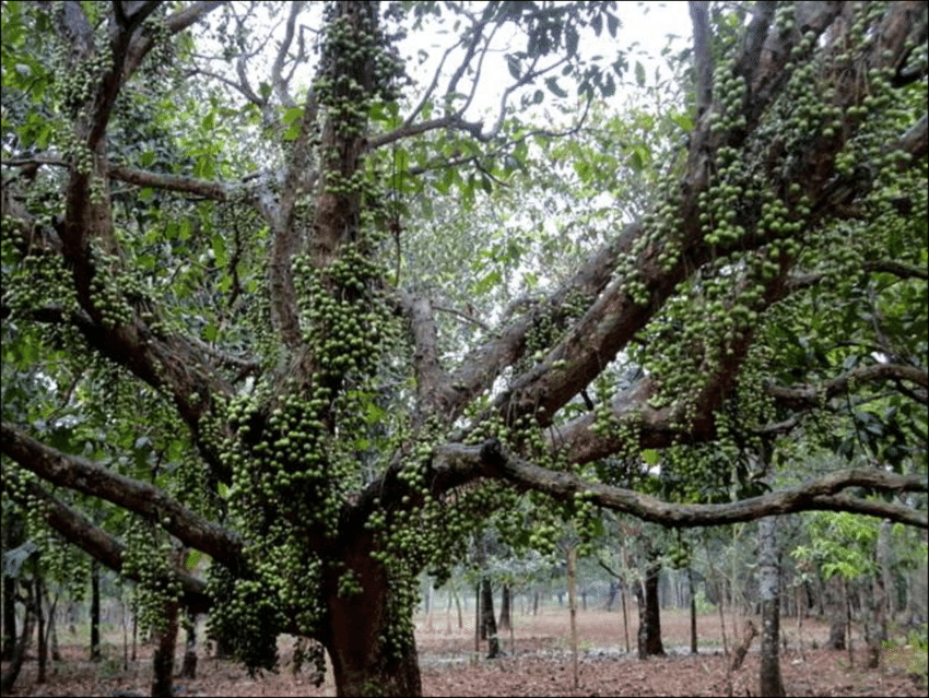 Burmese Grape Tree: Unlocking the Secrets of Nature's Sweetest Superfruit!