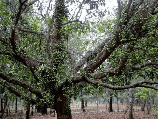 Burmese Grape Tree: Unlocking the Secrets of Nature's Sweetest Superfruit!
