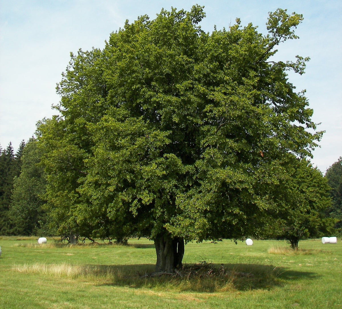Common Hornbeam Tree: Nature's Resilient Beauty & Versatile Uses