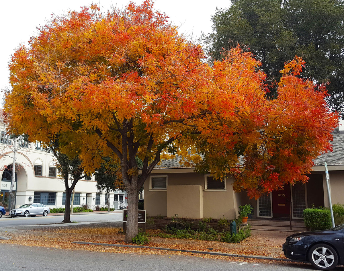 Chinese Pistachio Tree: Complete Growing Guide & Benefits