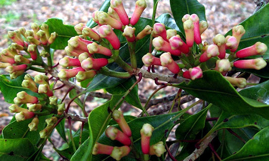 Laung Tree: Spicy Treasure, Health Benefits, and Culinary Secrets