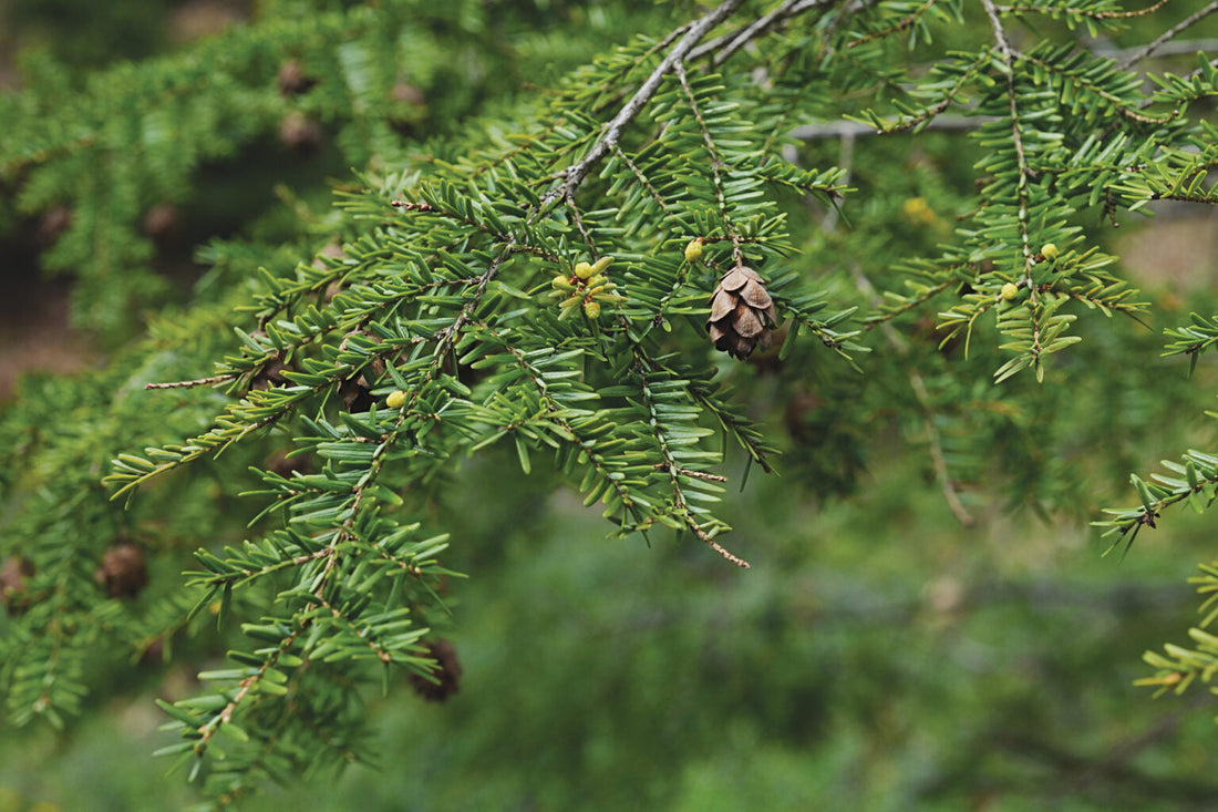 Eastern Hemlock Tree: The Majestic Evergreen That Holds Secrets of Nature's Resilience