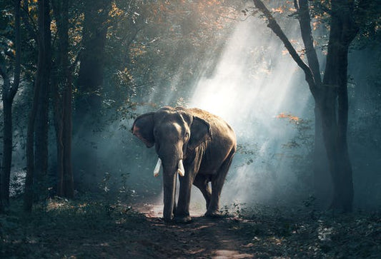 Grow-Billion-Trees-Elephants