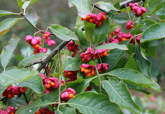 Spindle Tree: Unveiling the Enchanting Secrets and Benefits of This Unique Plant