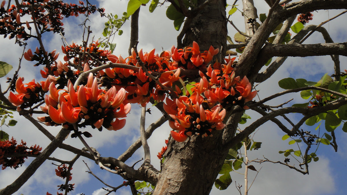 Flame of the Forest Tree: A Botanical Marvel Igniting Cultural Traditions