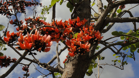 Flame of the Forest Tree: A Botanical Marvel Igniting Cultural Traditions
