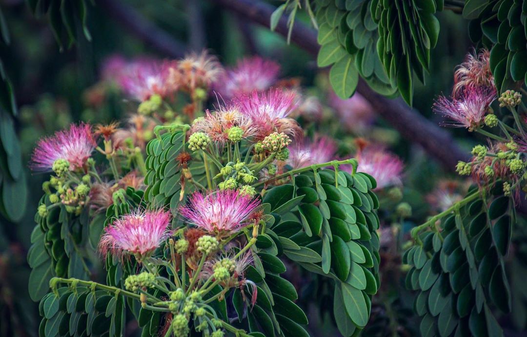 Rain Tree: Finding Inspiration in Nature's Canopy
