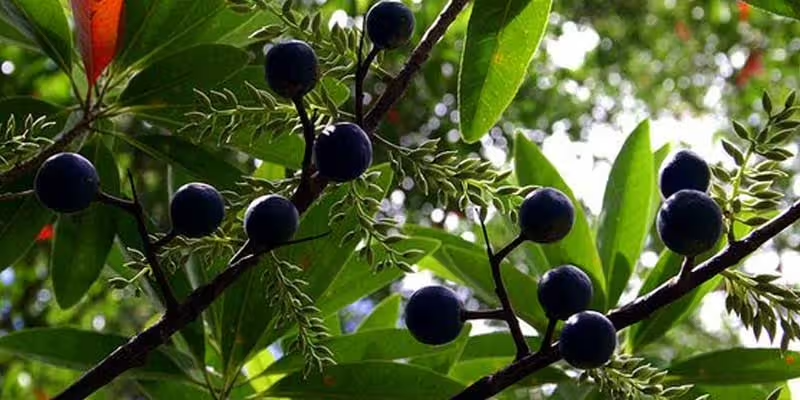 Rudraksha Tree: Sacred Powerhouse of Lord Shiva's Divine Beads