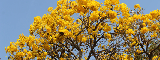 Golden Trumpet Tree: The Stunning Blooms That Transform Your Garden into a Tropical Paradise!