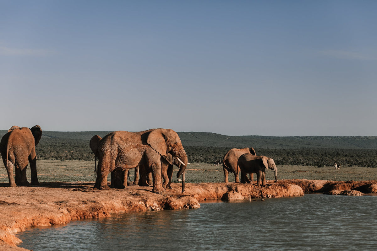 What We Can Learn from Elephants' Social Dynamics: Giants of Wisdom