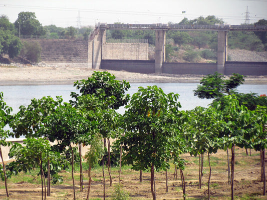 Urban Forest in Ahmedabad