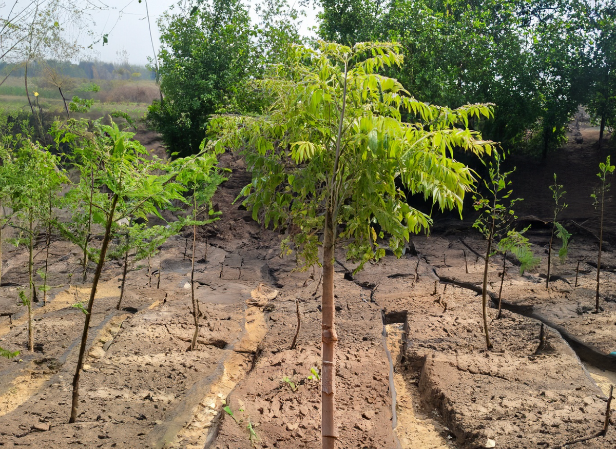 Exploring Tree Planting Techniques for Reforestation in India
