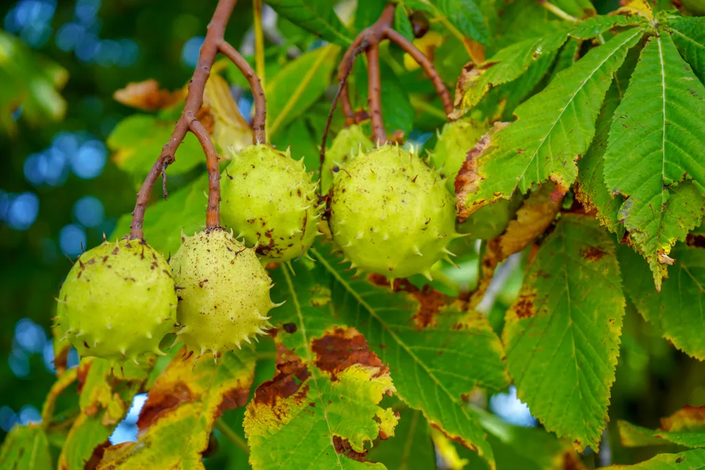 Horse Chestnut Tree: Unveiling the Secrets of Nature's Majestic Beauty and Health Benefits
