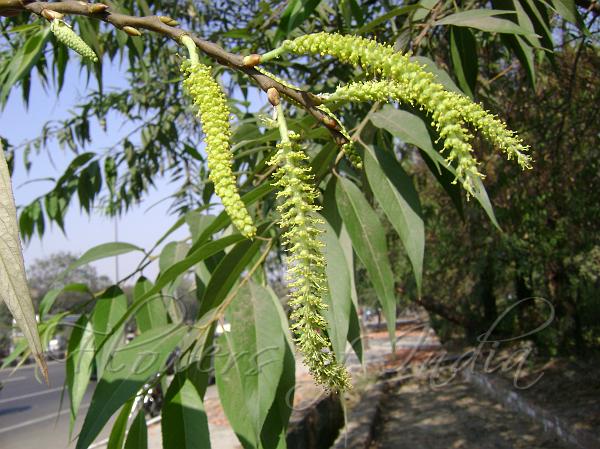 Indian Willow Tree: Unveiling Nature's Cricket Bat Marvel