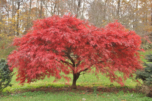Japanese Maple Tree: The Ultimate Guide to Cultivating Stunning Color and Elegance in Your Garden