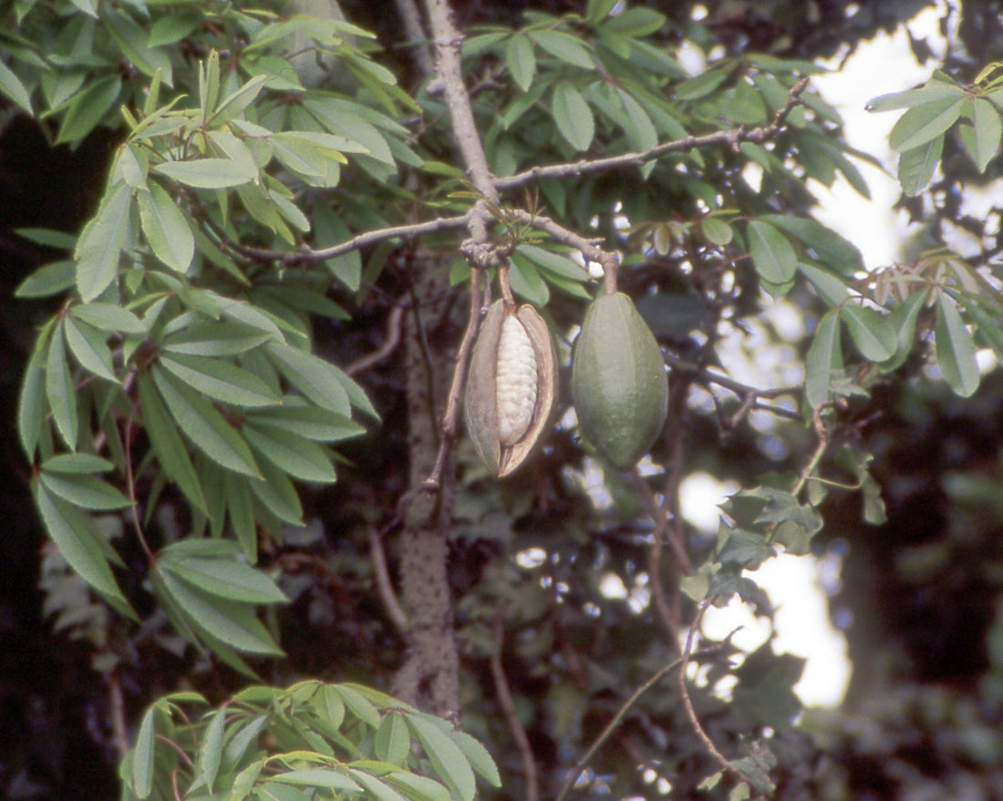 Kapok Tree: The Majestic Giant of the Rainforest – Discover Its Secrets and Benefits