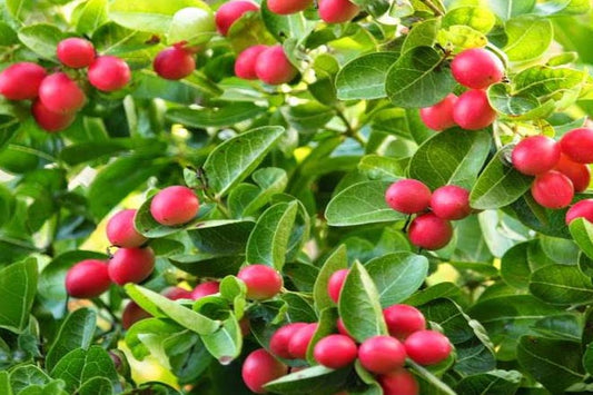 Karonda Tree: The Tangy Treasure Revolutionizing Health, Cuisine, and Sustainable Living