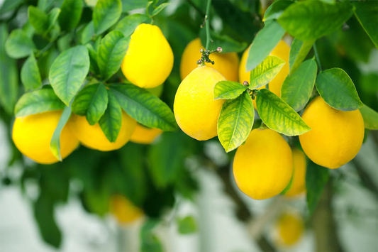 Citron Tree: Unlocking the Secrets of Its Unique Flavor and Health Benefits