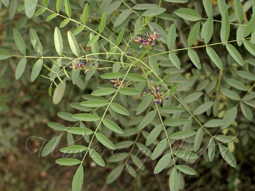 Licorice Tree: Nature's Sweetest Medicinal Marvel Unlocked