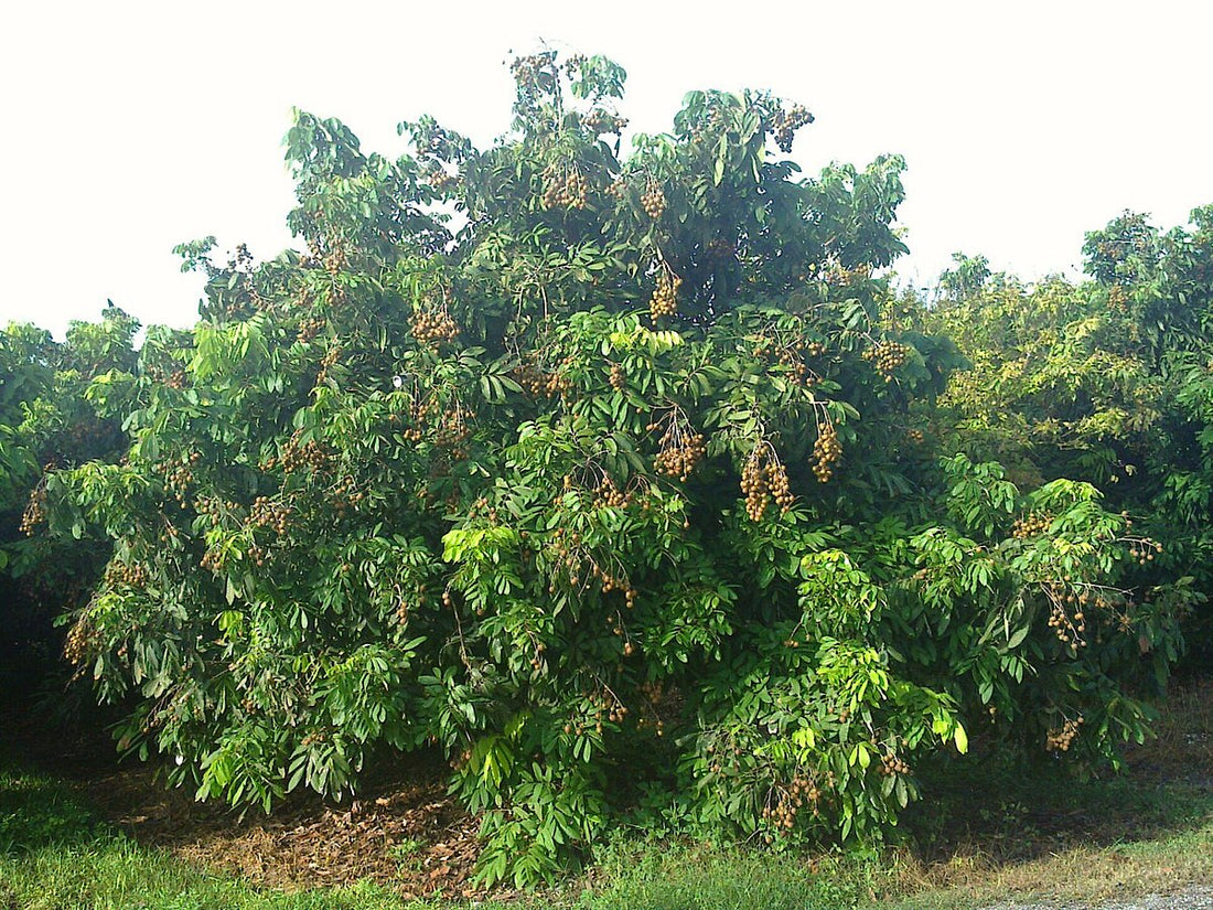 Longan Tree: The Ultimate Guide to Growing, Harvesting, and Enjoying This Tropical Delight!
