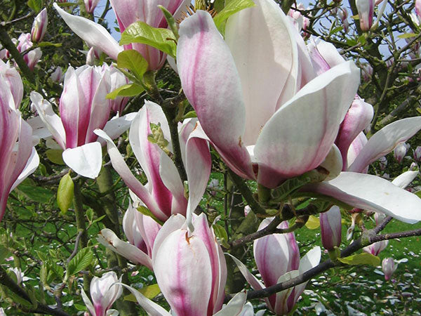 Magnolia Tree: Unlocking the Secrets to Stunning Blooms and Care Tips