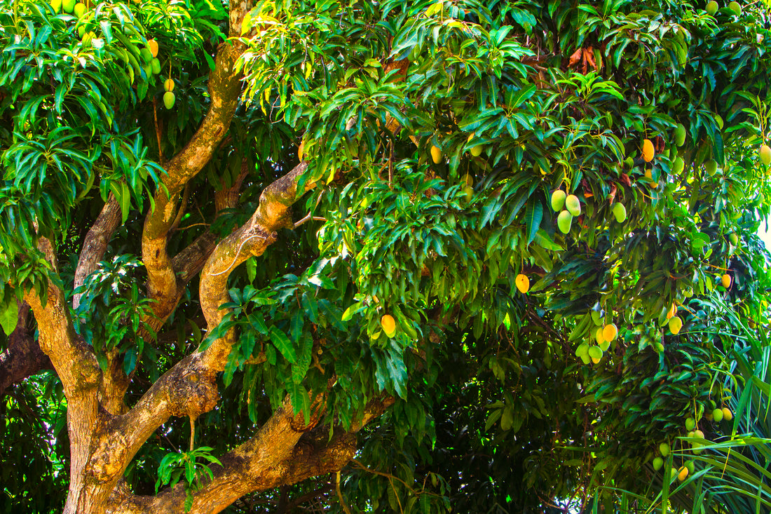 Top 10 Popular Fruit Trees in India