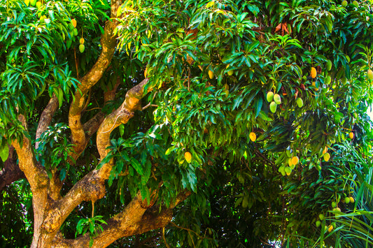 Top 10 Popular Fruit Trees in India