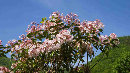 Mountain Laurel Tree: The Ultimate Guide to Cultivating Nature's Stunning Beauty in Your Garden