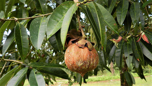 Nagkesara Tree: A Floral Sonata of Botanical Grace