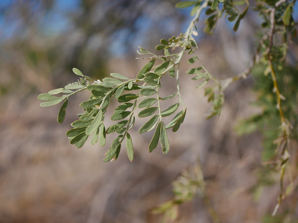 Desert Ironwood Tree: The Ultimate Guide to Its Remarkable Resilience