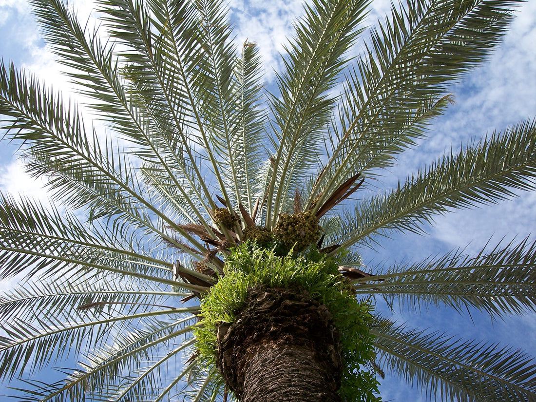 Ceylon Date Palm Tree: Discover the Secrets to Growing Nature's Sweetest Treasure