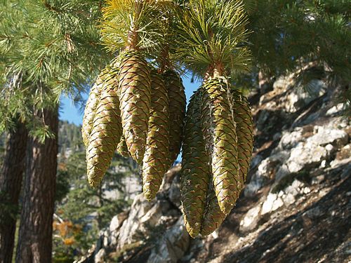 Sugar Pine Tree: Discover the Majestic Beauty and Benefits of This Remarkable Giant!