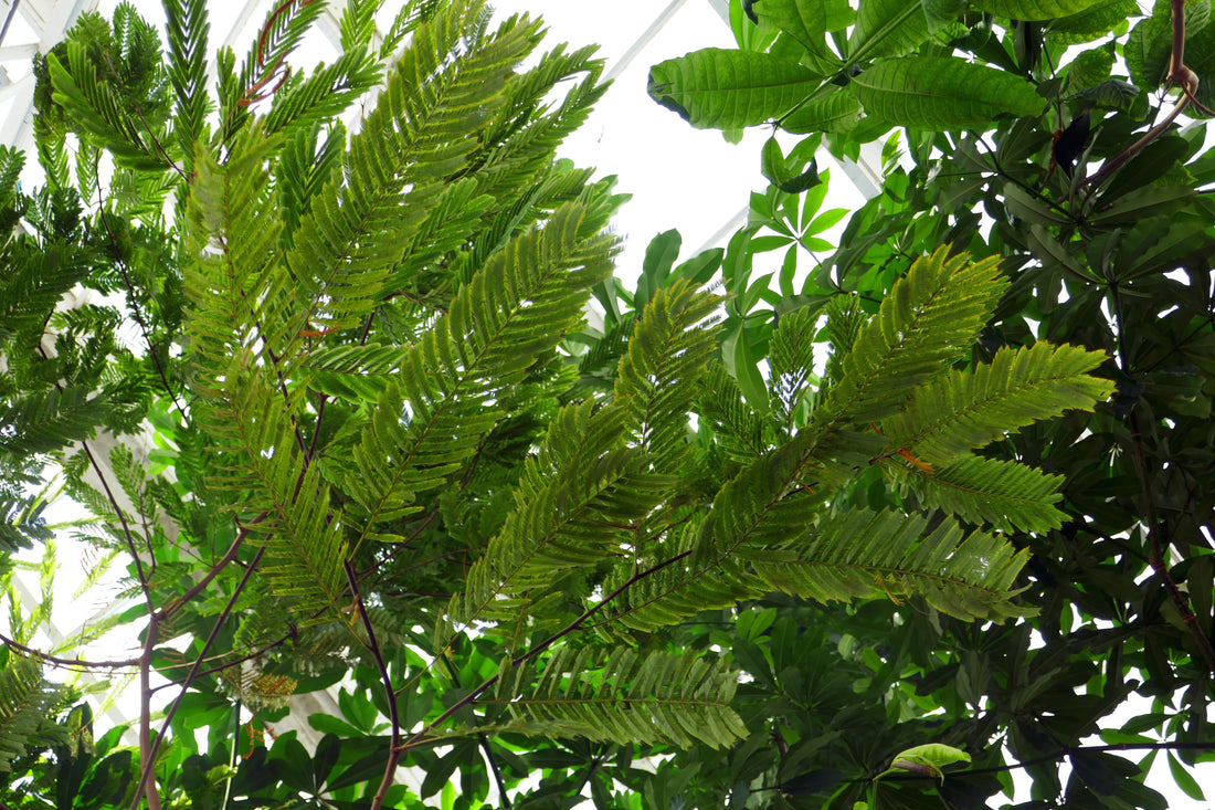 Sacred Bark Tree: Unveiling the Mystical Benefits and Cultural Significance of Nature's Hidden Gem