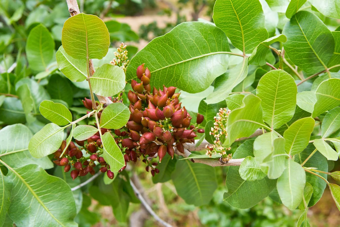 Wild Pistachio Tree: Unveiling Nature's Hidden Gem and Its Surprising Benefits!