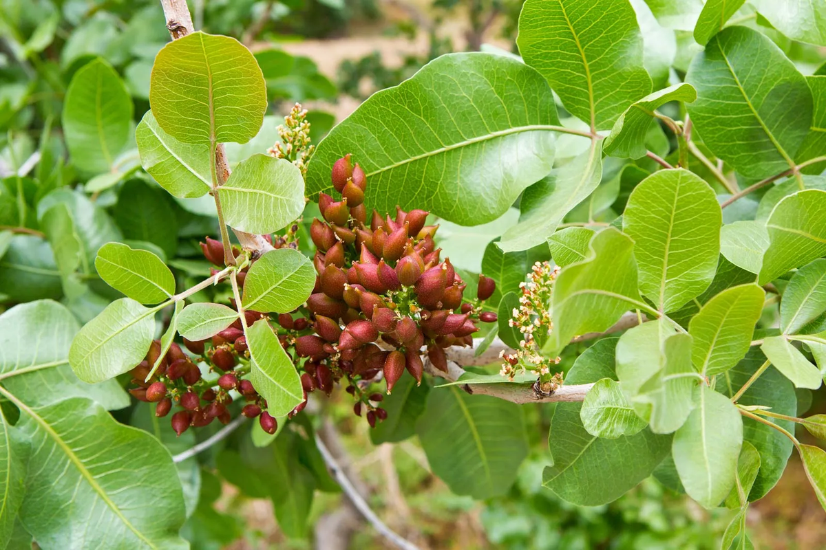 Wild Pistachio Tree: Unveiling Nature's Hidden Gem and Its Surprising Benefits