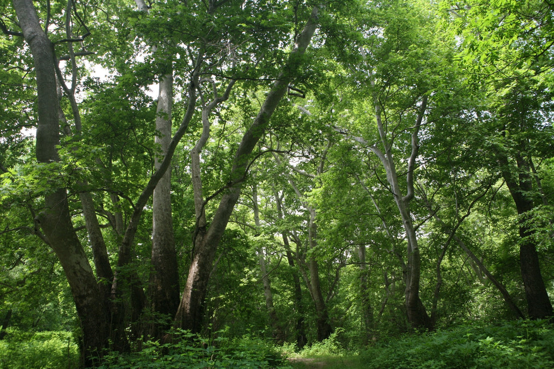 Oriental Plane Tree: The Majestic Beauty and Benefits of This Timeless Shade Tree