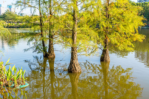 Pond Cypress Tree: The Ultimate Guide to Cultivating Nature's Majestic Water Guardian