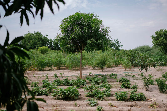 Reforestation is the best answer to the climate crisis