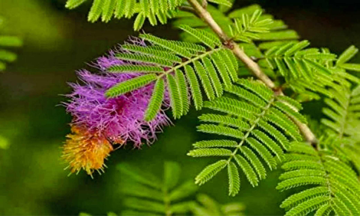 Shami Tree:Unveiling the Sacred Significance and Remarkable Benefits of Natures Symbol of Prosperity